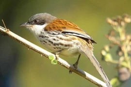 Ngắm loài chim quý hiếm bậc nhất hành tinh