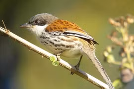 Ngắm loài chim quý hiếm bậc nhất hành tinh