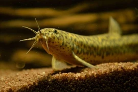  Loài cá được ví như "nhân sâm nước", giàu canxi gấp 6 lần cá chép