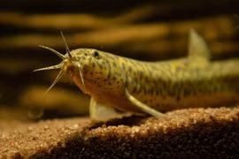  Loài cá được ví như "nhân sâm nước", giàu canxi gấp 6 lần cá chép