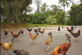 Kỳ lạ hòn đảo có hàng nghìn con gà chạy rông nhưng không ai ăn