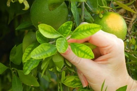 Lợi ích tuyệt vời của lá chanh đối với sức khỏe