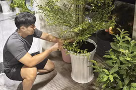 Xuýt xoa ban công ngập tràn cây xanh trong căn hộ của MC Nguyên Khang 