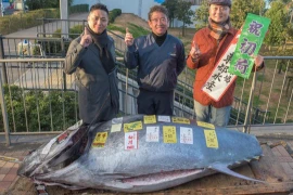 Vì sao con cá ngừ vây xanh "khủng" ở Nhật Bản có giá hơn 19 tỷ?