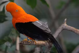 Những loài chim có ngoại hình lạ lùng nhất thế giới