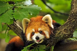 Top những "nhan sắc" nặng ký nhất trong thế giới động vật