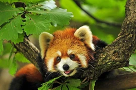 Top những "nhan sắc" nặng ký nhất trong thế giới động vật