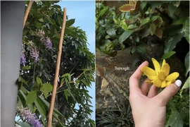 Hé lộ cơ ngơi ngập tràn hoa lá của ca sĩ Phương Ly