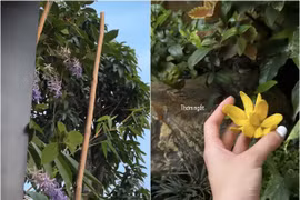 Hé lộ cơ ngơi ngập tràn hoa lá của ca sĩ Phương Ly