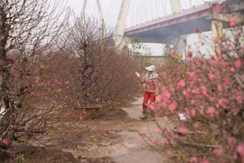 Vườn đào Nhật Tân nhộn nhịp ngày cận Tết 