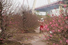 Vườn đào Nhật Tân nhộn nhịp ngày cận Tết 