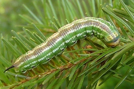 Kinh ngạc tài ngụy trang đỉnh cao của động vật