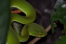 Loài rắn lục có đôi mắt màu "hồng ngọc" ở Việt Nam
