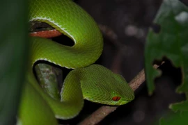 Loài rắn lục có đôi mắt màu "hồng ngọc" ở Việt Nam