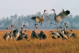 Top 9 loài chim đẹp, lạ bậc nhất Việt Nam