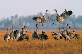 Top 9 loài chim đẹp, lạ bậc nhất Việt Nam