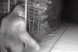 Video ghi lại tiếng hú bí ẩn nghi của "quái vật Bigfoot" huyền thoại