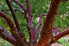 Tiết lộ thú vị về cây anh đào Tây Tạng