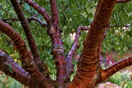 Tiết lộ thú vị về cây anh đào Tây Tạng