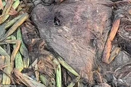 Phát hiện xác thủy quái trên bãi biển, chuyên gia lập tức vào cuộc 