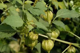 3 loài cây mọc dại bỗng lên đời thành đặc sản, nhiều người ưa chuộng