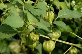 3 loài cây mọc dại bỗng lên đời thành đặc sản, nhiều người ưa chuộng