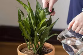 Nước thải điều hòa chớ bỏ đi, giữ lại dùng nhận được vô số lợi ích