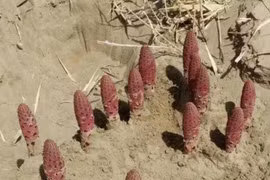 Cận cảnh loài thực vật "siêu" quý hiếm trong cát