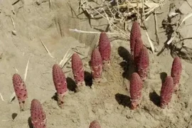 Cận cảnh loài thực vật "siêu" quý hiếm trong cát