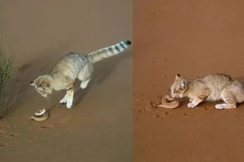 Thú vị loài mèo sa mạc, tiêu diệt rắn độc trong tích tắc
