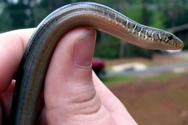  Loài rắn kỳ lạ, tự vỡ cơ thể tái sinh thần kỳ