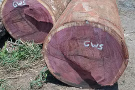 Kỳ lạ loại gỗ có khả năng đổi màu cực quý hiếm