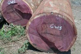 Kỳ lạ loại gỗ có khả năng đổi màu cực quý hiếm