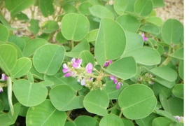 Xuân Giáp Thìn bàn chuyện: Cây thuốc, vị thuốc mang tên Rồng