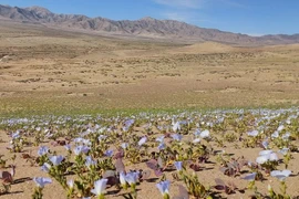 Ngắm những loài hoa khoe sắc ở sa mạc Atacama khô cằn
