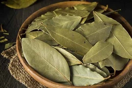 Đặt vài chiếc lá này trong nhà, đảm bảo gián không dám "bén mảng"