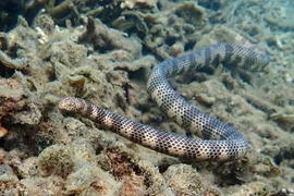 Những loài rắn biển có nọc độc cực mạnh ở Việt Nam