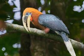 Cận cảnh loài chim có vẻ ngoài độc dị, nguy cấp nhất Việt Nam