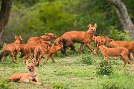 Loài chó hoang châu Á nặng 20kg, dám tấn công cả gấu đen