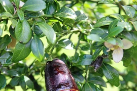 Loại chanh đắt nhất thế giới nhìn như ngón tay, giá tới 7 triệu/ kg