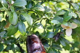 Loại chanh đắt nhất thế giới nhìn như ngón tay, giá tới 7 triệu/ kg