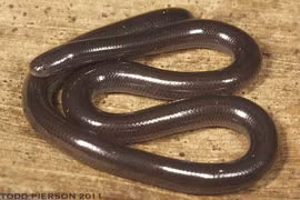 Sự thật bất ngờ về loài rắn nhỏ bé bị cho là cực kỳ độc