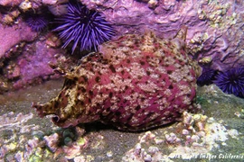 Loài động vật có khả năng thay đổi màu sắc thần kỳ