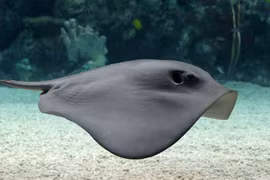 Bất ngờ đụng trúng "quái ngư" khổng lồ khi đánh cá trên biển