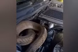 Nghe tiếng rít trong phòng tắm, hoảng hốt phát hiện "quái thú" ẩn nấp