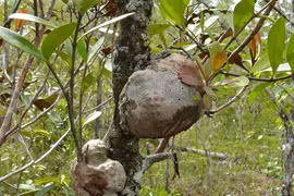 Cận cảnh loài thực vật cộng sinh với kiến, có tên trong Sách Đỏ Việt Nam