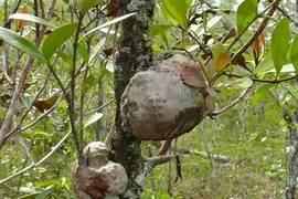 Cận cảnh loài thực vật cộng sinh với kiến, có tên trong Sách Đỏ Việt Nam