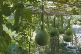 Vườn rộng xanh mướt, sai trĩu quả của danh ca Chế Linh ở Canada