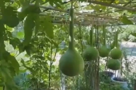 Vườn rộng xanh mướt, sai trĩu quả của danh ca Chế Linh ở Canada