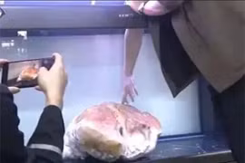 Vớt được tảng thịt khổng lồ, ai ngờ là "báu vật" giá nghìn tỷ đồng